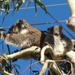 Raymond Island - Koalas